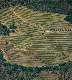 Galeria Quinta das Carvalhas, vinho do douro, vinhas velhas
