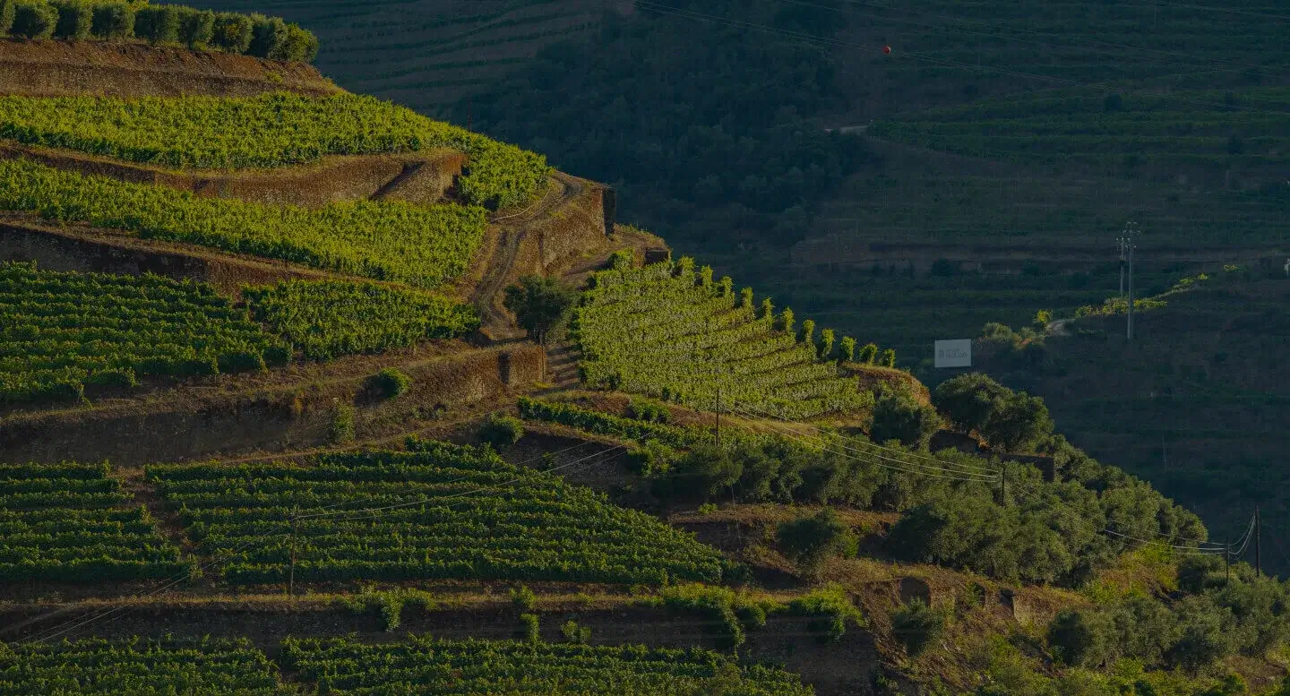 hero-image-quinta-das-carvalhas-2